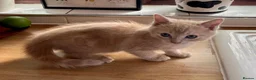 Mixed Breed cats for sale: TWO beautiful half-breed Ragdoll boy kittens. - Advert 10
