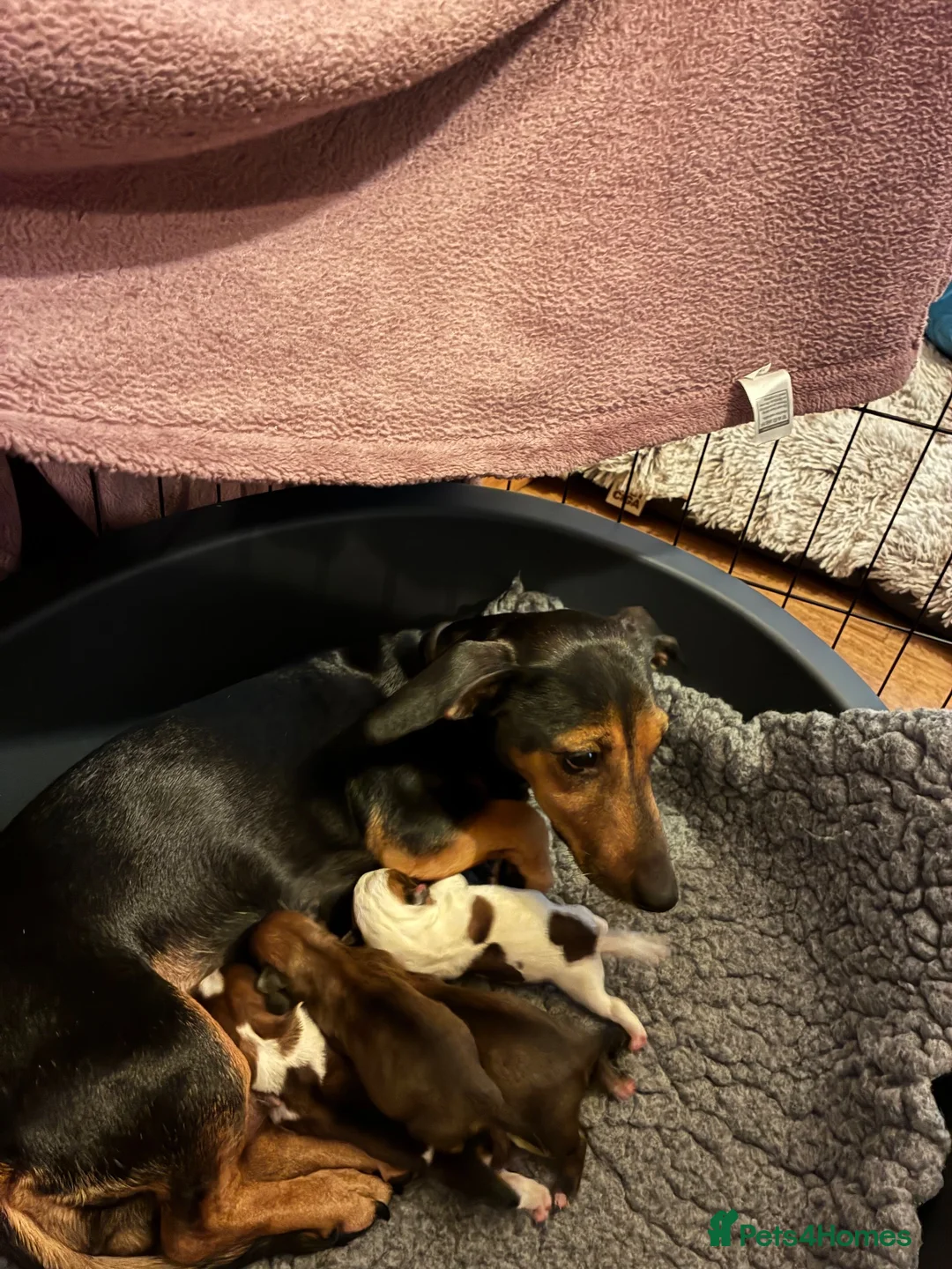 Mixed Breed dogs for sale: Shih-tzu cross jackshund in Bordon - Advert 1