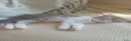 Mixed Breed cats for sale: Mixed ragdoll x kittens  - Advert 11