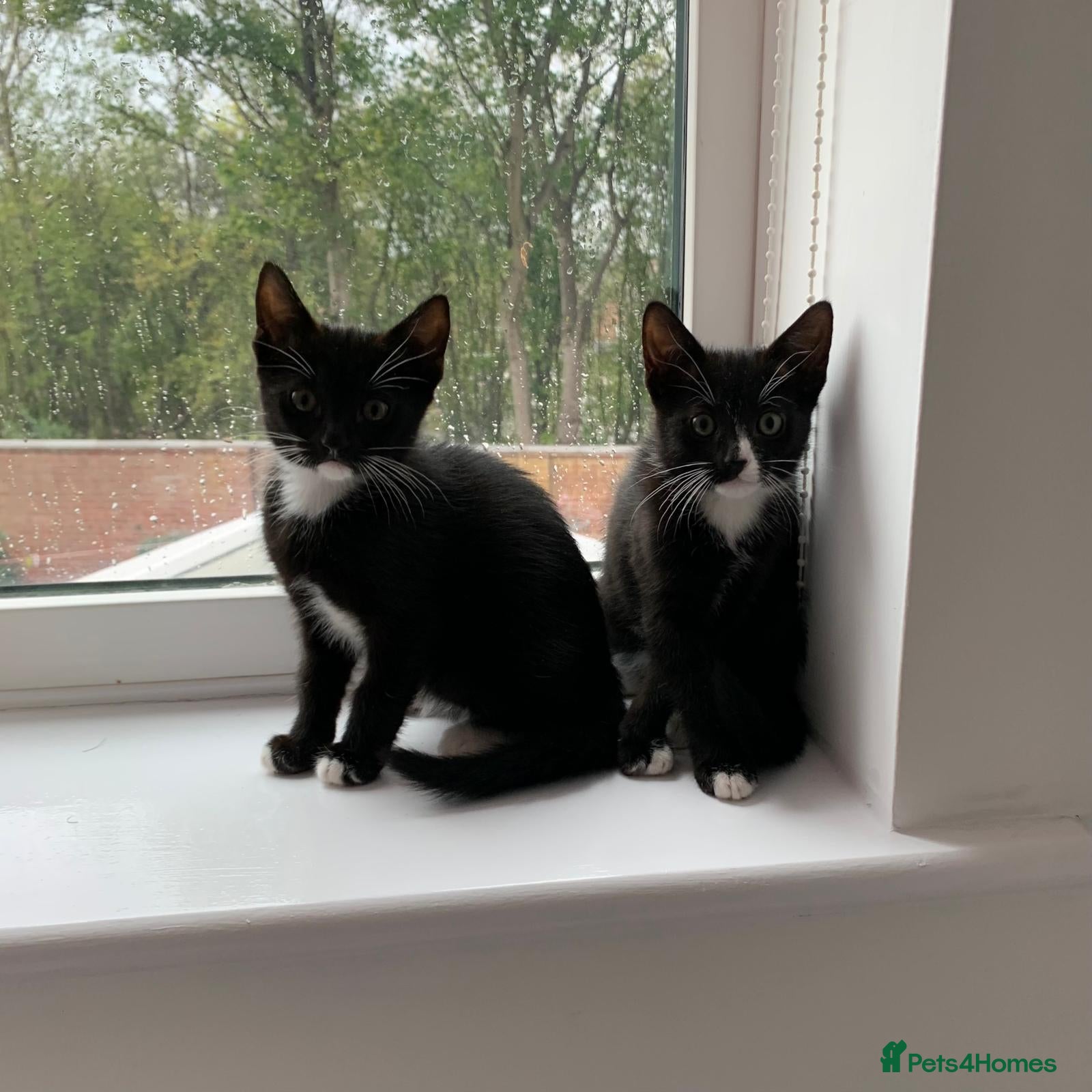 Mixed Breed cats Tuxedo Tabby kittens  - Advert 11