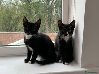 Mixed Breed cats - Advert 5