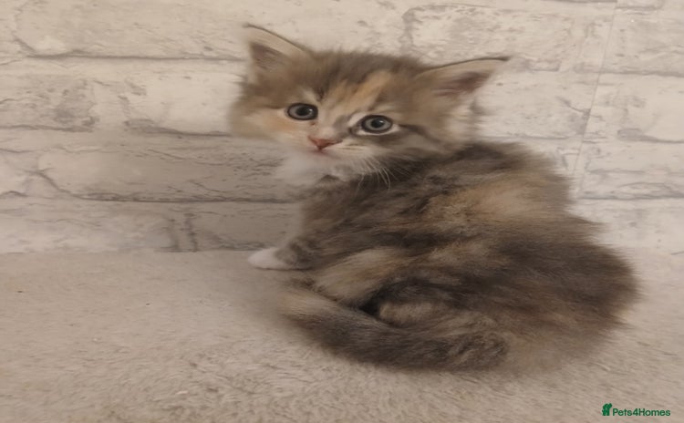 Maine Coon cats - Advert 1