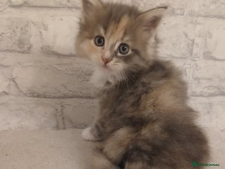 Maine Coon cats - Advert 2