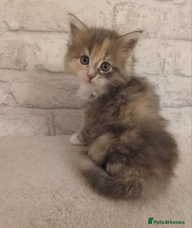 Maine Coon cats - Advert 1