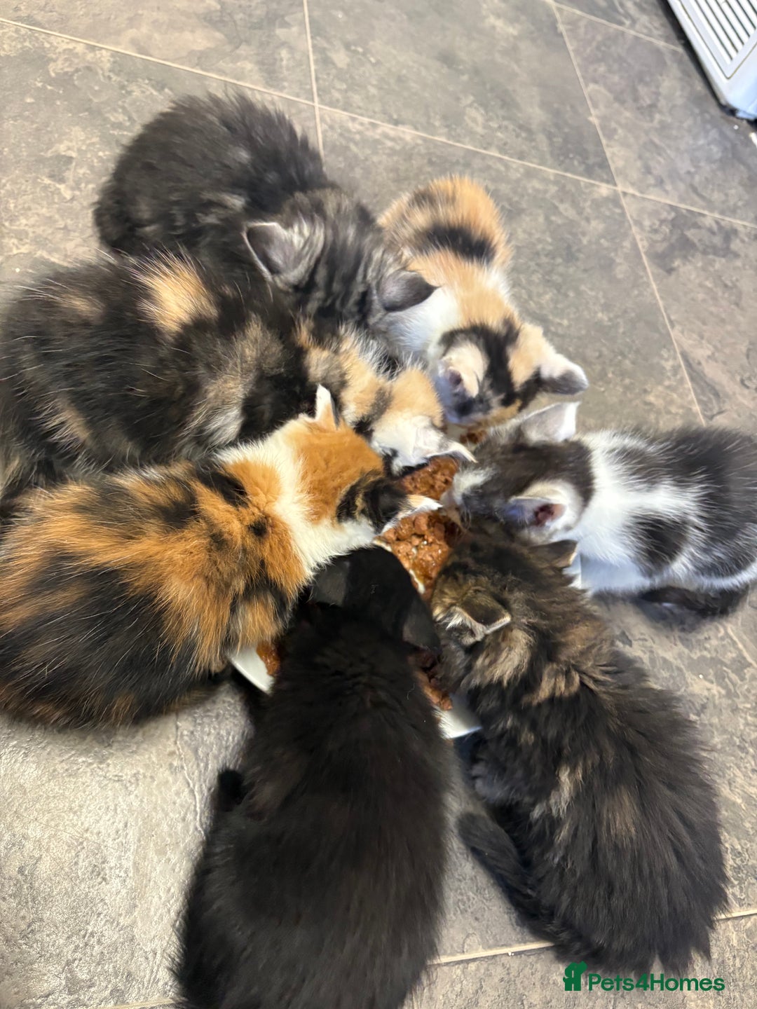 Maine Coon cats for sale: 7 adorable maincoon kittens  - Advert 9