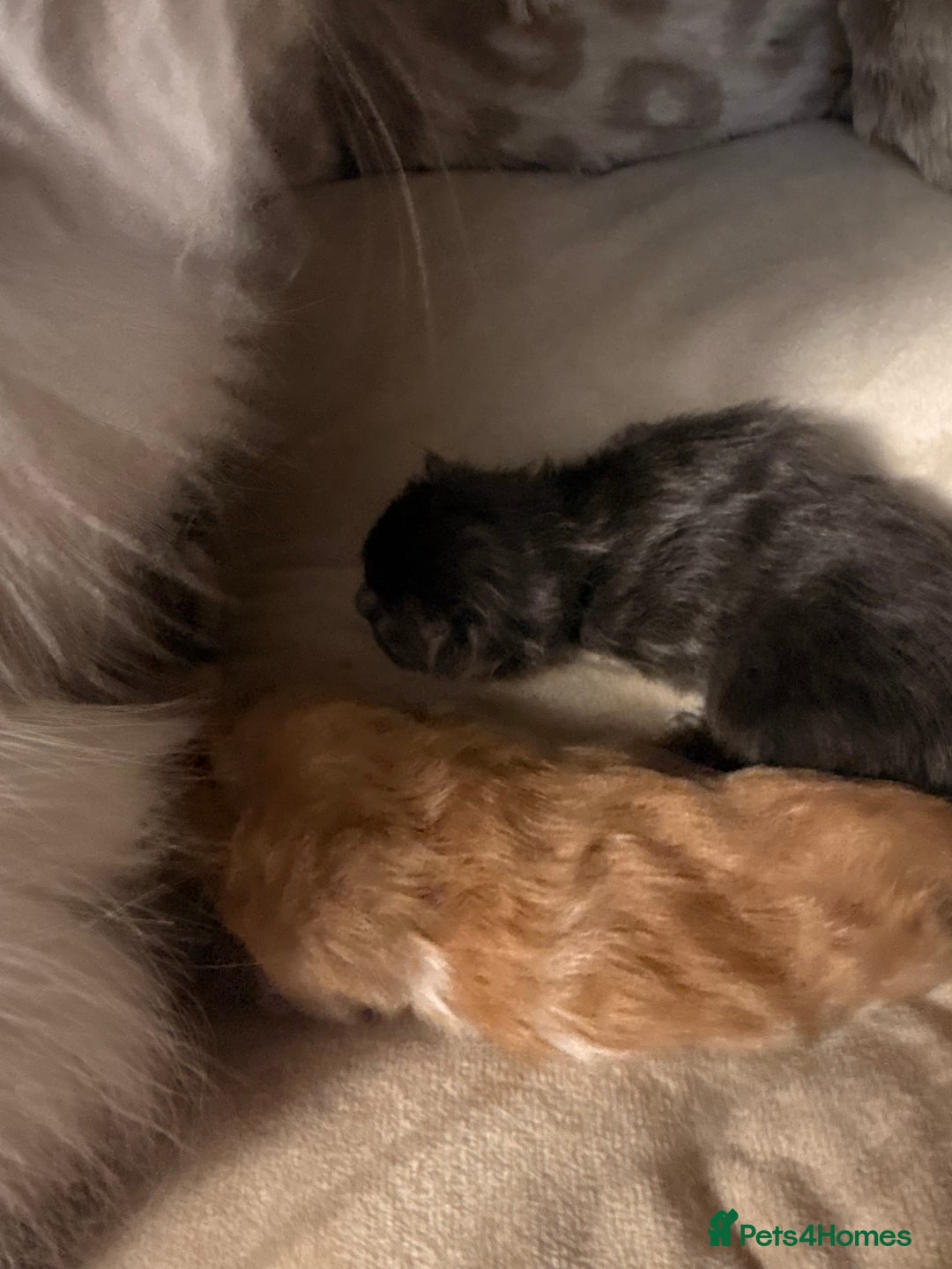 Mixed Breed cats for sale: Himalayan x Mainecoon  - Advert 8