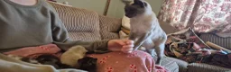 Mixed Breed cats for sale: Rare opportunity to have loving bottle fed Kittens in Melton Constable - Advert 20