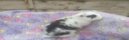 Mini Lion Lop rabbits for sale: Mini lop and mini lion lops - Advert 15