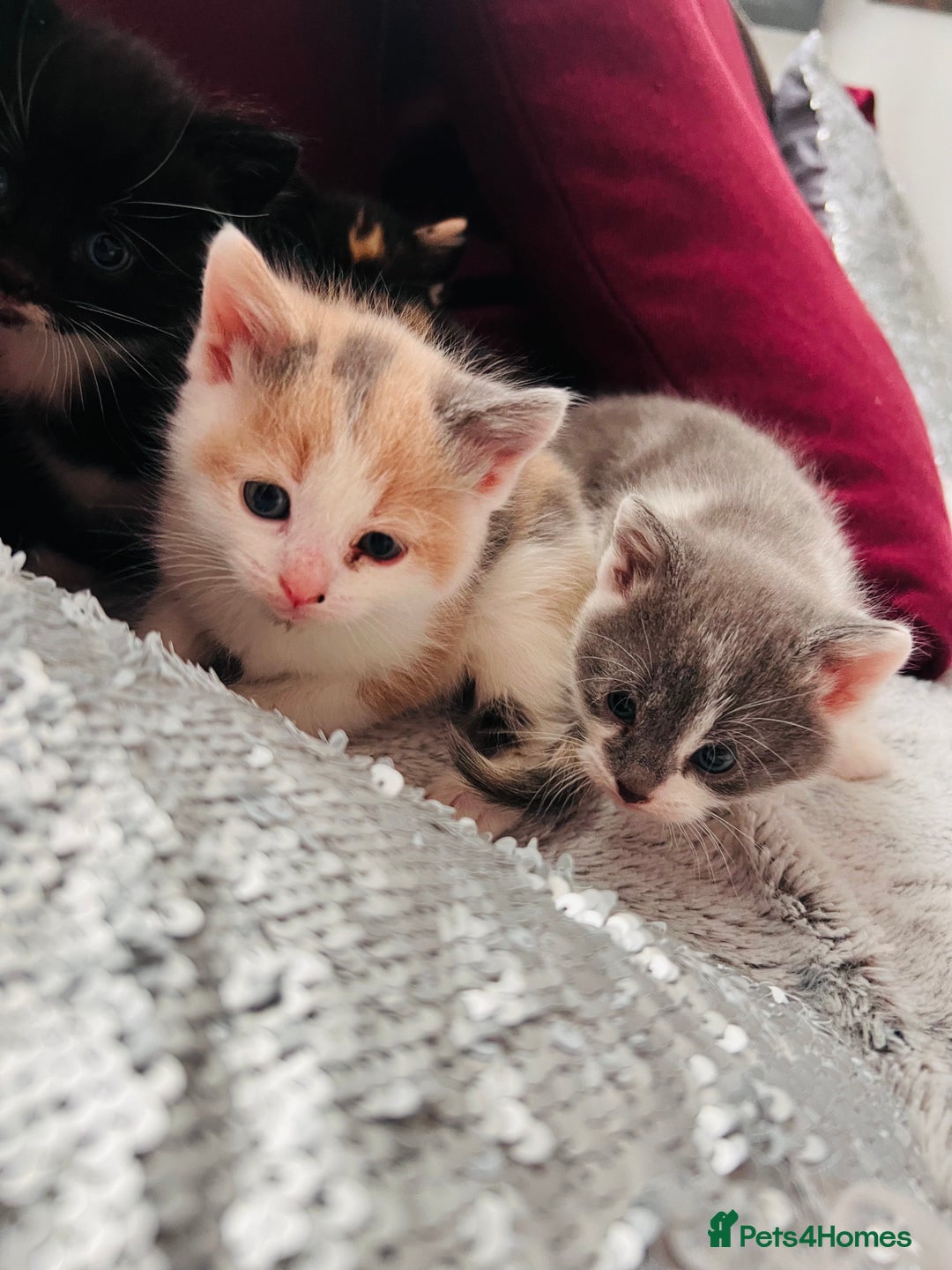 Mixed Breed cats for sale: Calico British Kittens – Home Raised – £350 Each - Advert 2