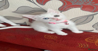 Mixed Breed cats - Advert 16