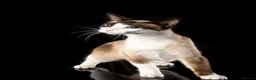 Snowshoe cats for sale: A VERY SPECIAL GIRL LOOKING FOR HER FOREVER HOME - Advert 1