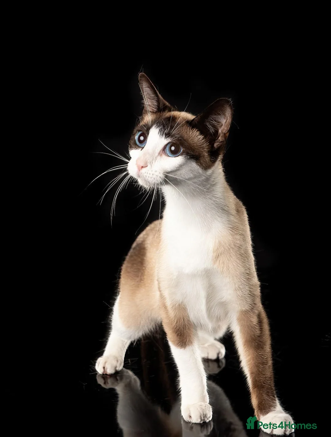 Snowshoe cats for sale: A VERY SPECIAL GIRL LOOKING FOR HER FOREVER HOME - Advert 1