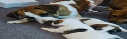 Jack Russell dogs for stud: Male JRT for stud - Advert 7