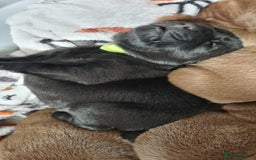 Labrador Retriever dogs for sale: Beautiful pedigree labrador puppies  - Image 34