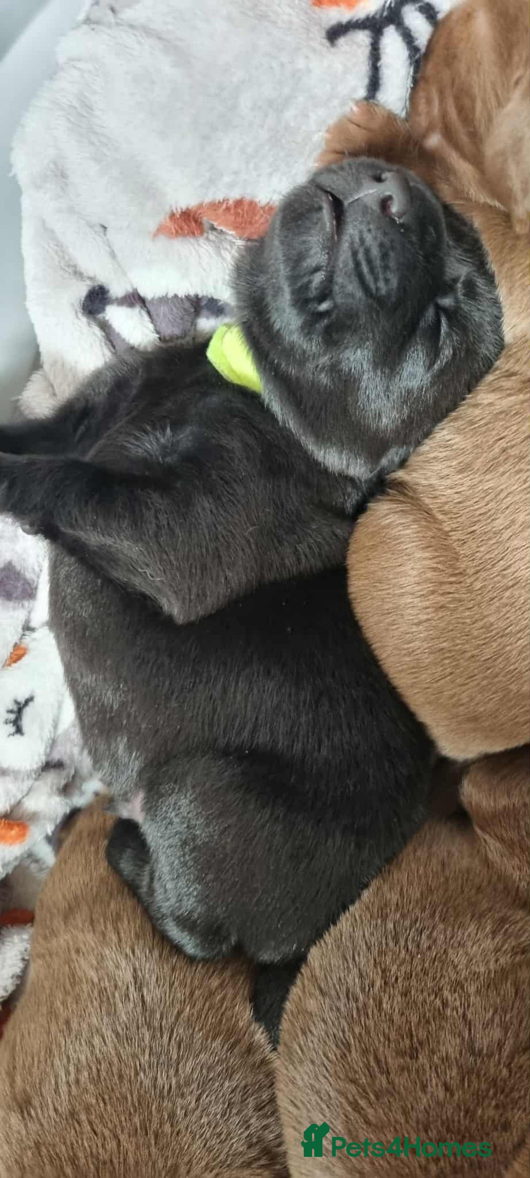 Labrador Retriever dogs for sale: Beautiful pedigree labrador puppies  - Image 34