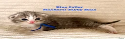 Siberian cats for sale:  pretty Pedigree Siberian kittens 1 Female Left - Advert 6