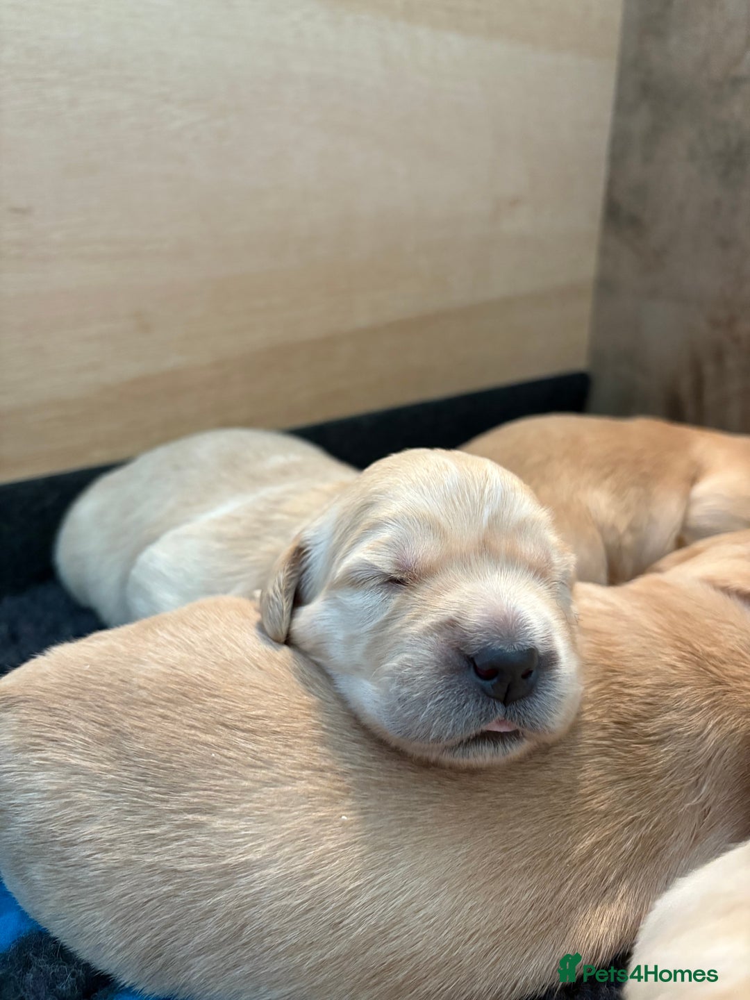 Golden Retriever dogs for sale: 1 female Golden Retriever Pup left for sale🥰🏡 - Advert 3