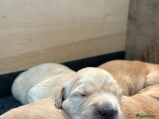 Golden Retriever dogs 1 female Golden Retriever Pup left for sale🥰🏡 - Advert 2