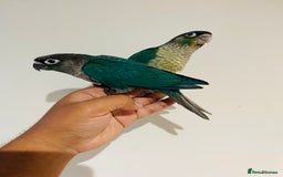 Mixed Breed birds for sale: Various birds for sale - Image 12