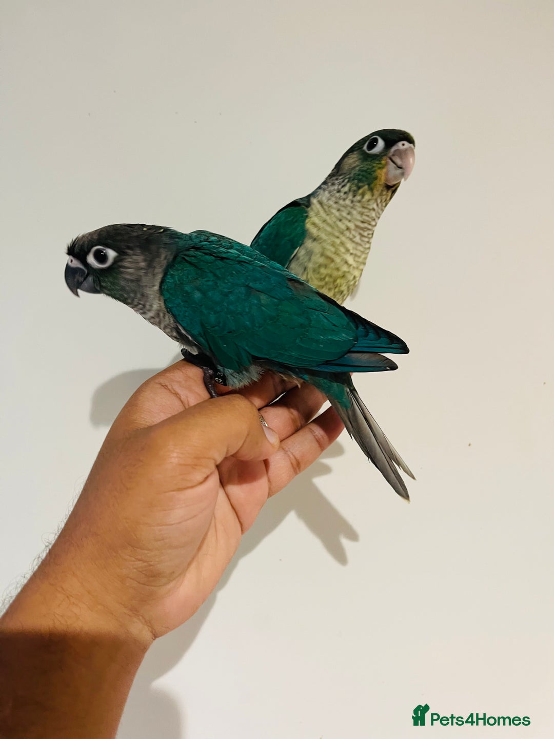 Mixed Breed birds for sale: Various birds for sale - Image 12