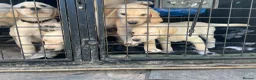 Labrador Retriever dogs for sale: 3 Yellow boys   - Advert 4