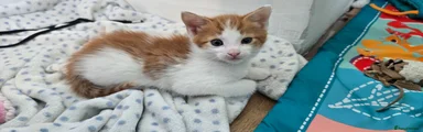 Ruby - Ginger & White (Short-haired) Boy