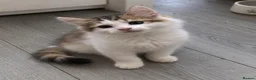 Siberian cats for sale: Gorgeous Siberian kitten waiting for you🌞. - Advert 6