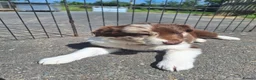 Border Collie dogs for sale: Beautiful fluffy Collie Pups for Sale - Advert 25