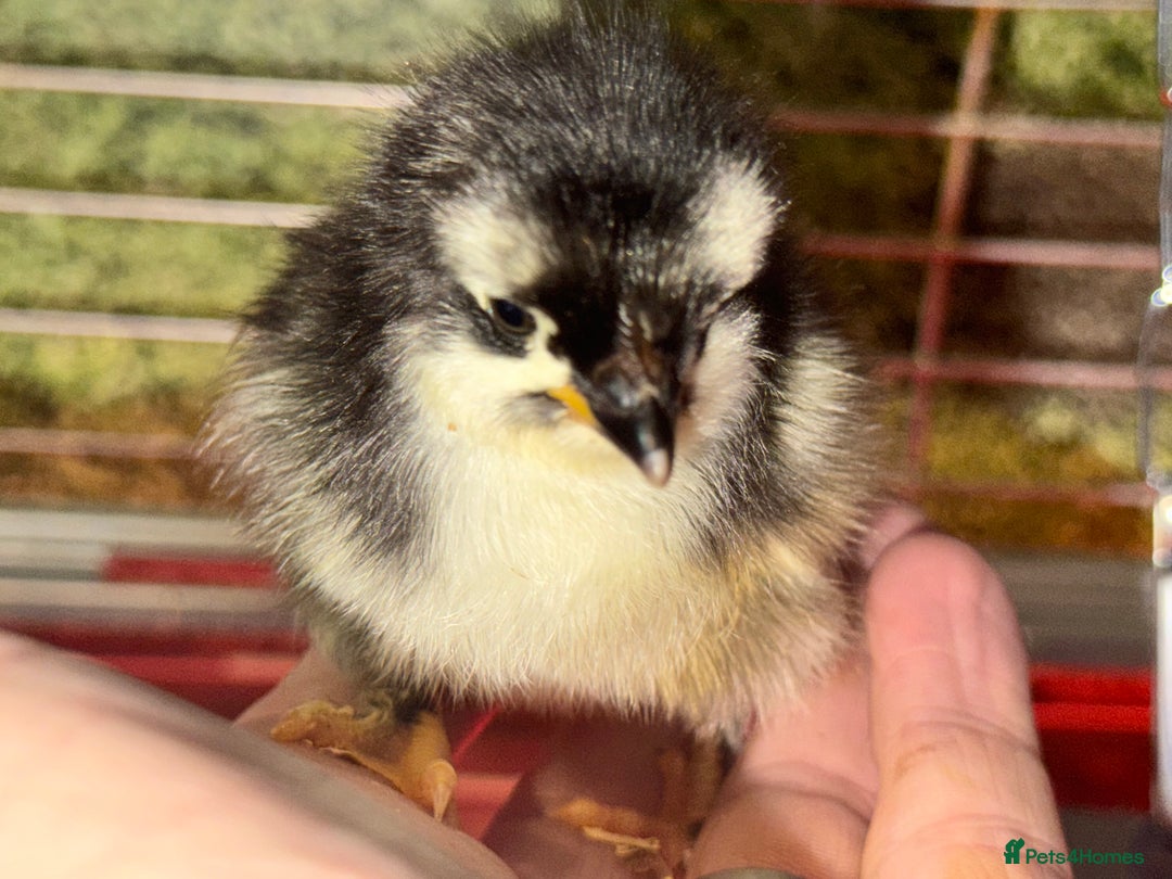 Chickens poultry for sale: VARIOUS DAY OLD CHICKS  - Image 4