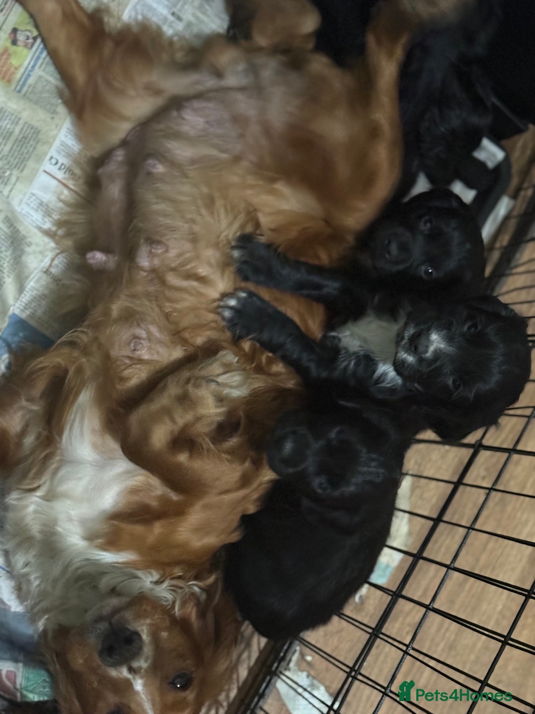 Cocker Spaniel dogs for sale: Cocker spaniel puppies - Advert 3