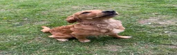 Golden Retriever dogs for sale: Lovely dog puppy - Advert 6