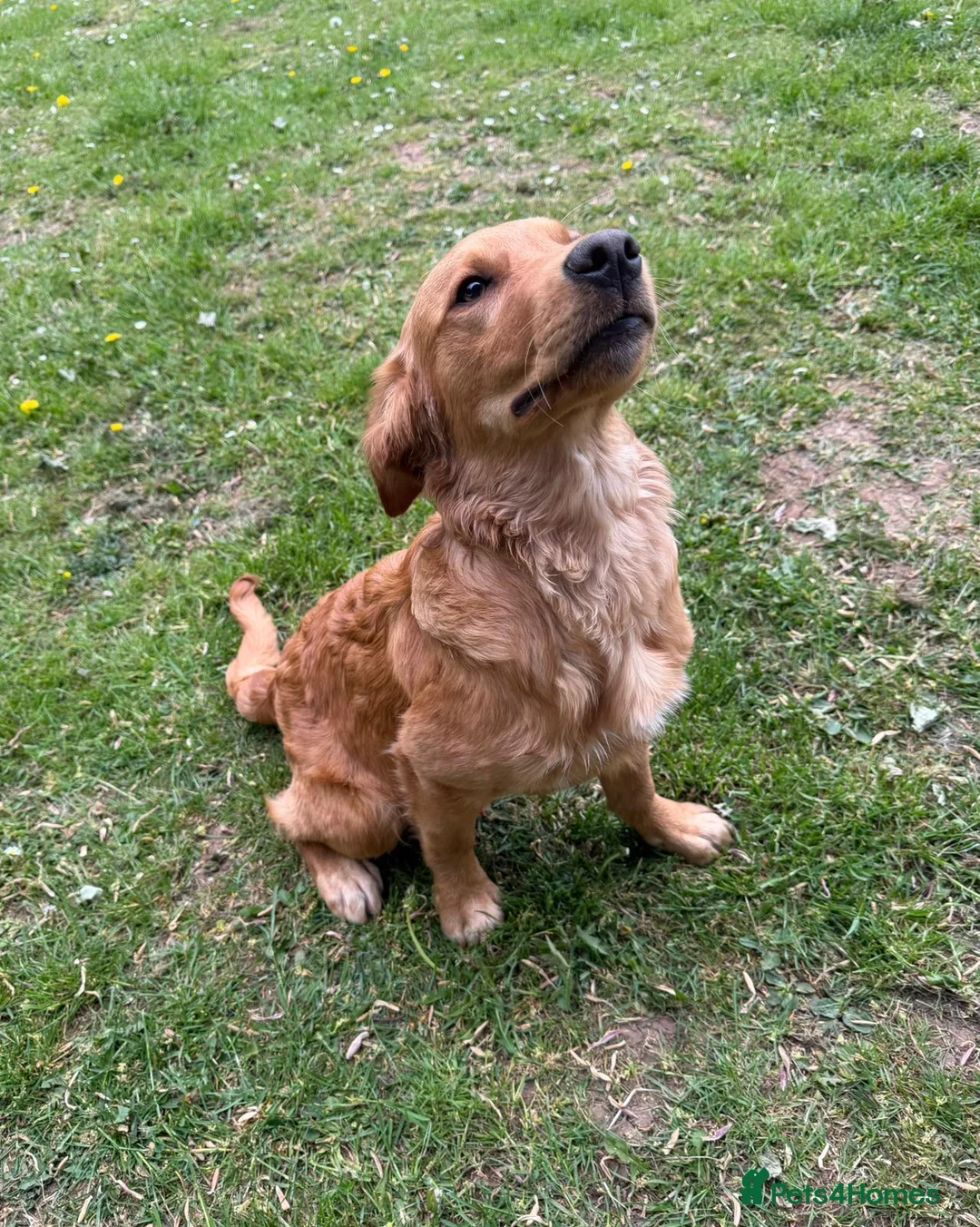 Golden Retriever dogs for sale: Lovely dog puppy - Advert 6