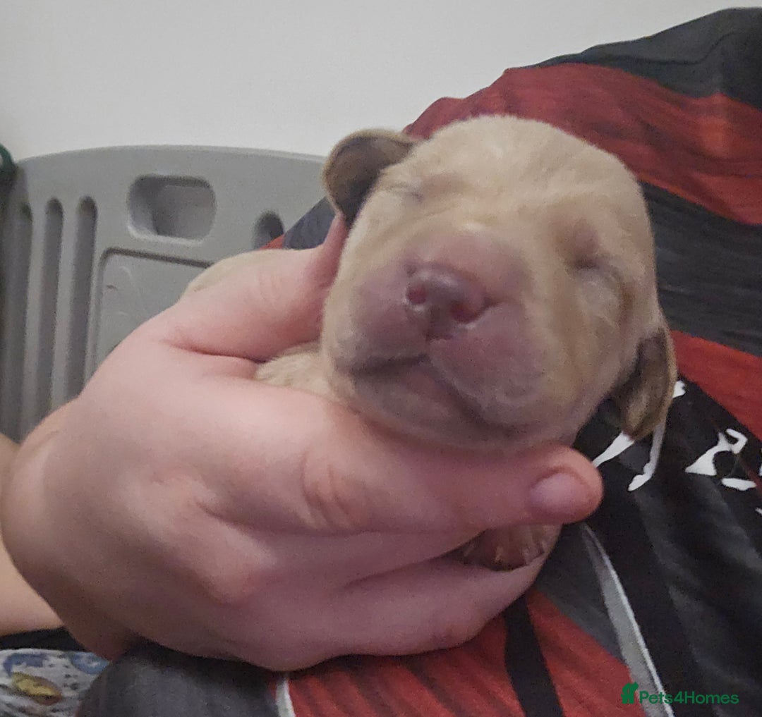 Labrador Retriever dogs for sale: Beautiful labrador retriever puppies  - Advert 2