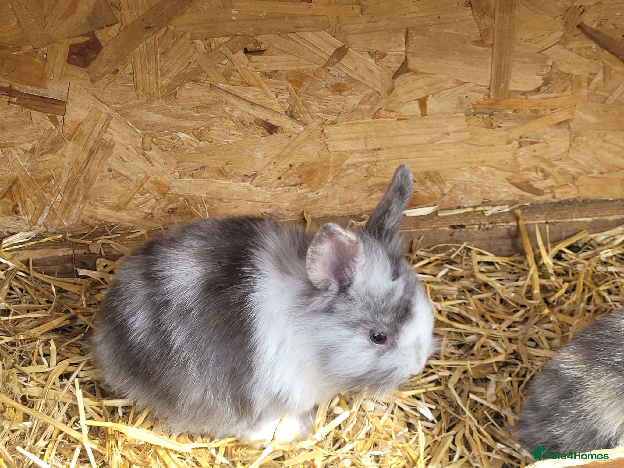 Mini Lion Lop rabbits Mini lion lops  - Advert 2