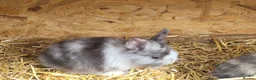 Mini Lion Lop rabbits for sale: Mini lion lops  - Advert 1