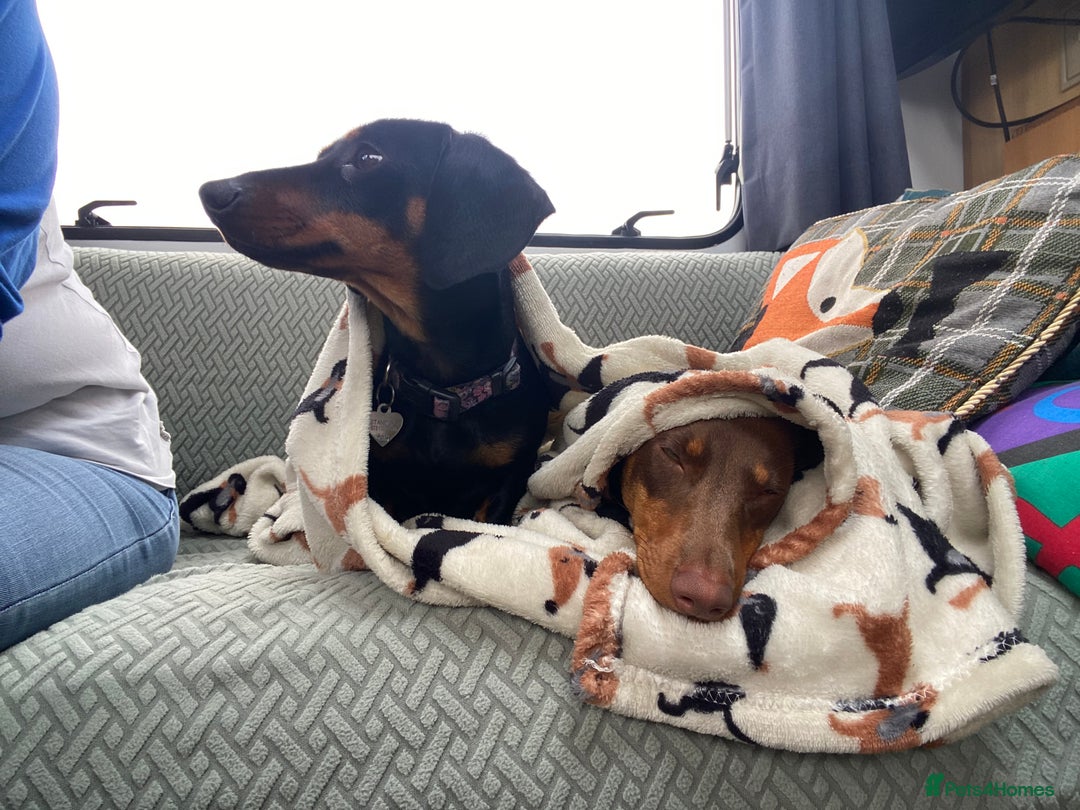 Miniature Dachshund dogs for sale: Mini dachshunds for rehoming - Image 3