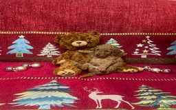 Cavapoo dogs for sale: F1B Cavapoo - Advert 11