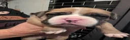 Mixed Breed dogs for sale: English bulldog X Boxer puppies - Advert 6