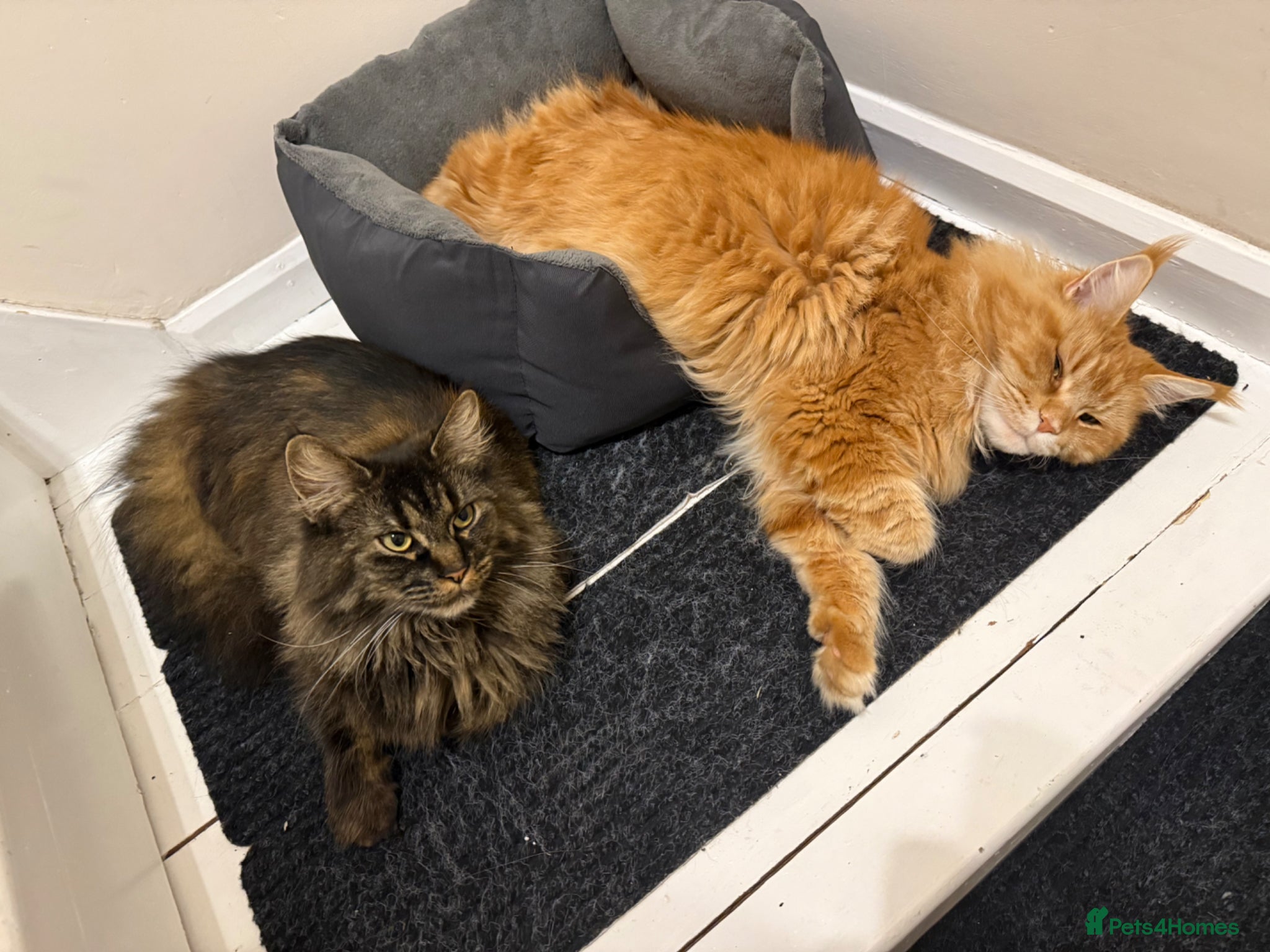 Maine Coon cats 2 Maine Coon Cats Seeking a Loving New Home - Advert 2
