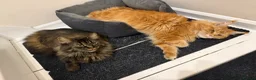 Maine Coon cats for sale: 2 Maine Coon Cats Seeking a Loving New Home - Advert 1