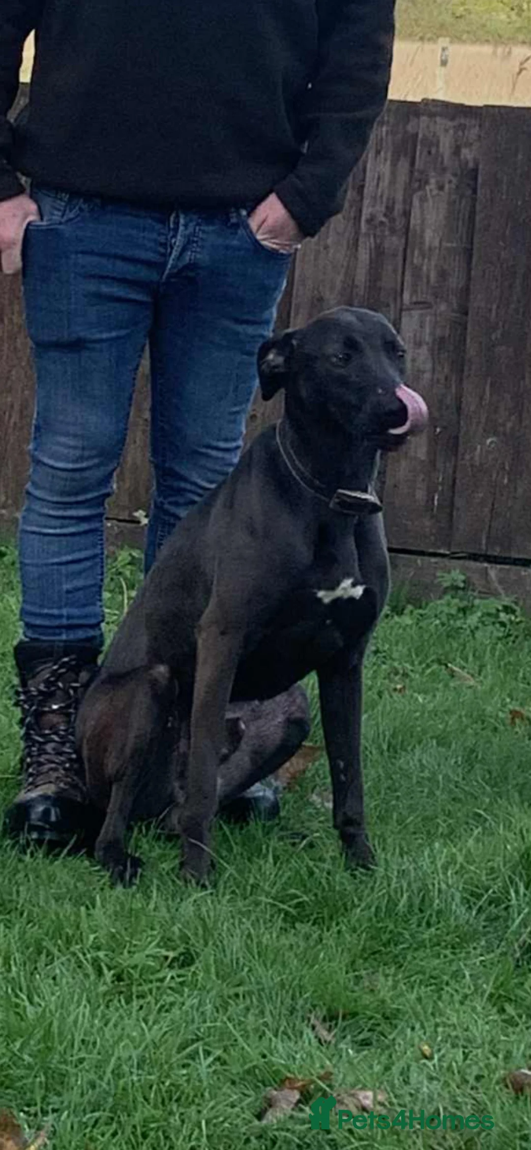 Lurcher dogs for sale: Bull greyhound  in Ludlow - Advert 2