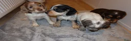 Cocker Spaniel dogs for sale: Cocker spaniel puppies tri - Advert 5