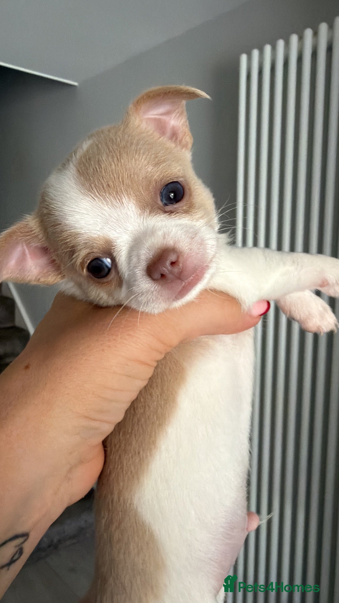 Chihuahua dogs Beautiful chihuahua puppies ready in 3 weeks! - Advert 1