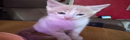 Mixed Breed cats for sale: Calico x boys  - Advert 5