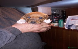 Mixed Breed dogs for sale: Bold Brave pups - Advert 2