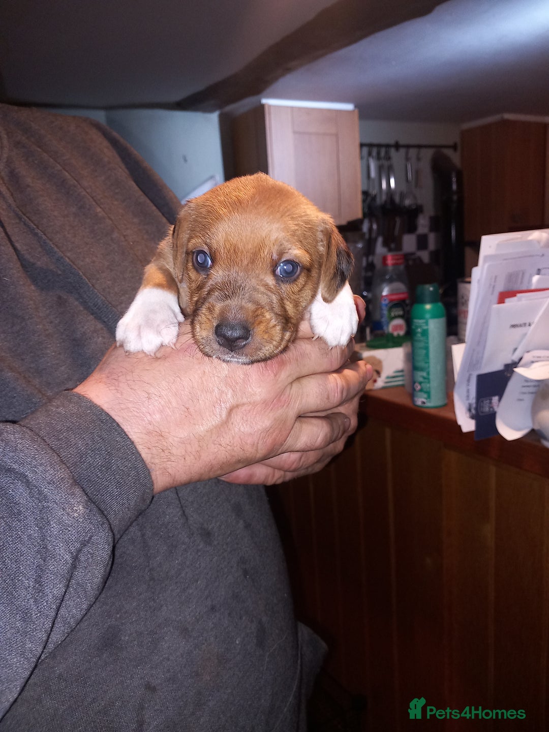 Mixed Breed dogs for sale: Bold Brave pups - Advert 2