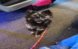 Pomeranian dogs for stud: Very rare merle pomeranian for stud duties - Image 9