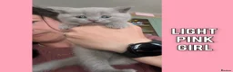 British Shorthair cats for sale: 5 Stunning Lilac Shorthair Kittens For Sale - Advert 4