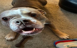 Dorset Olde Tyme Bulldogge dogs for stud: Brock - Image 17