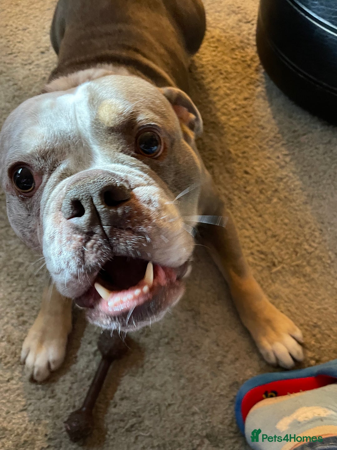 Dorset Olde Tyme Bulldogge dogs for stud: Brock - Image 17